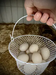 Soy Marinated Duck Eggs - photo 1